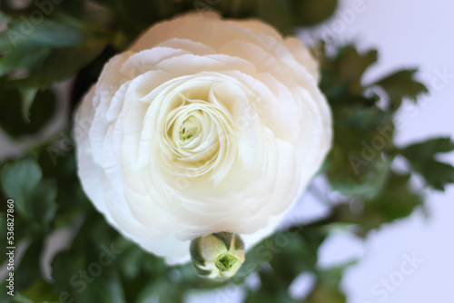 Close up of white ranunculus. Spring time. White background