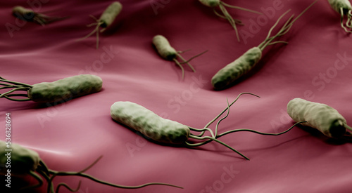 Helicobacter pylori bacteria in human body photo