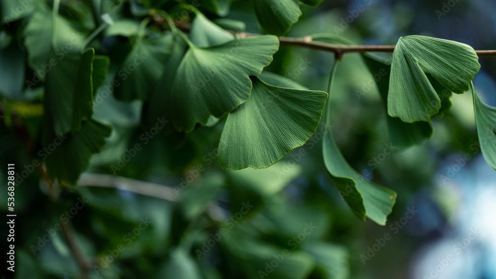 Leaves of ginkgo biloba. Close-up of Ginkgo biloba leaves back lit. Leaves of ginkgo biloba. Close-up of Ginkgo biloba leaves back lit.