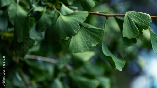 Leaves of ginkgo biloba. Close-up of Ginkgo biloba leaves back lit.