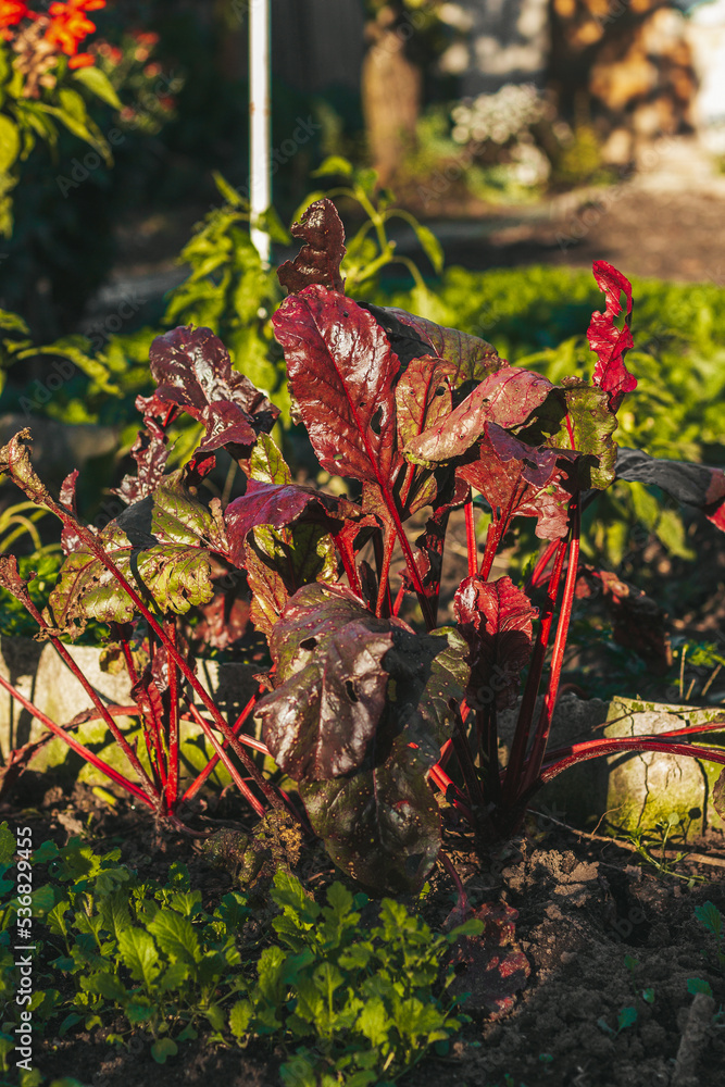 custom made wallpaper toronto digitalred beet leaves. autumn vegetables. Beets growing in the garden
