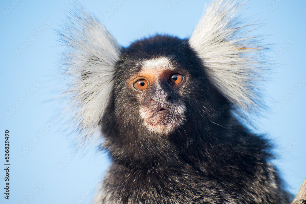White Tufted Marmoset Portrait White Tufted Marmoset Portrait