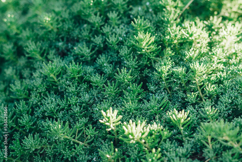 Green grass background. Wet grass