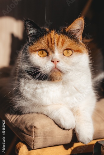 portrait of a tricolor cat. cat eyes