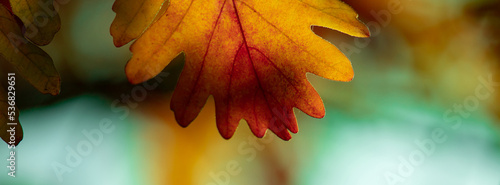 Beautiful autumn background for your design.