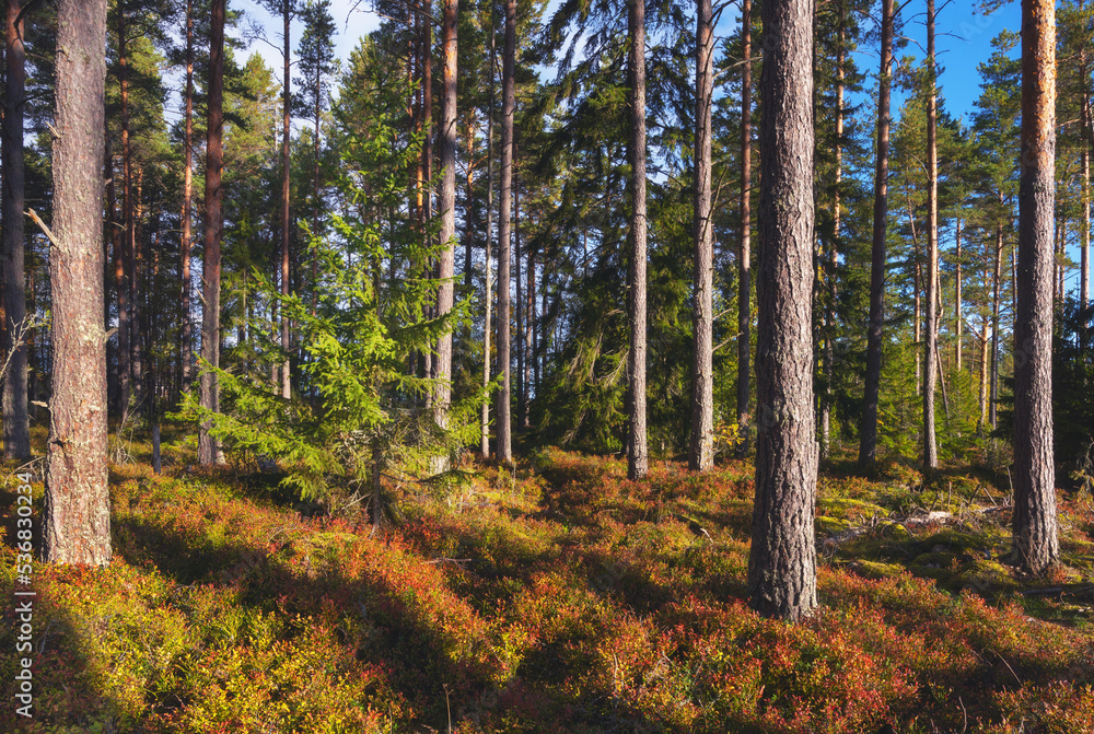 Autumn northern spruce forest with a litter of moss and blueberry bushes Autumn northern spruce forest with a litter of moss and blueberry bushes