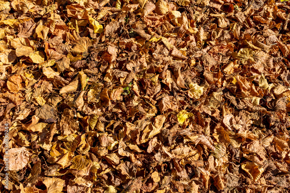 autumn leaves pattern autumn leaves pattern