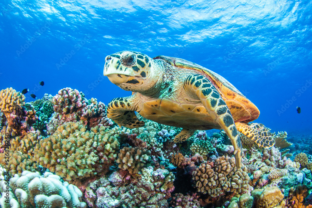 Obraz premium Hawksbill sea turtle