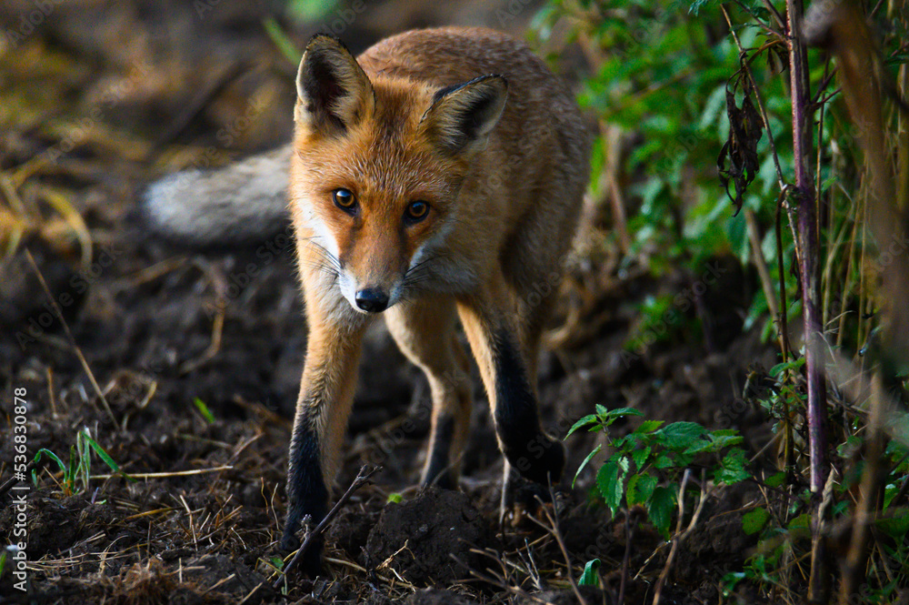 Fototapeta premium Lis spacerujący o poranku 