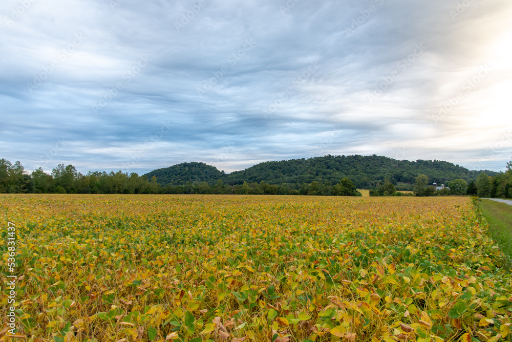 Ripening soybean field