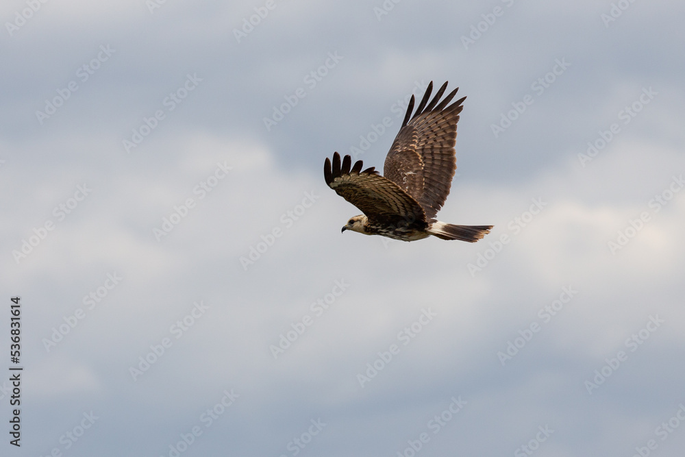 Fototapeta premium snail hawk (Rostrhamus sociabilis) flying in selective focus..