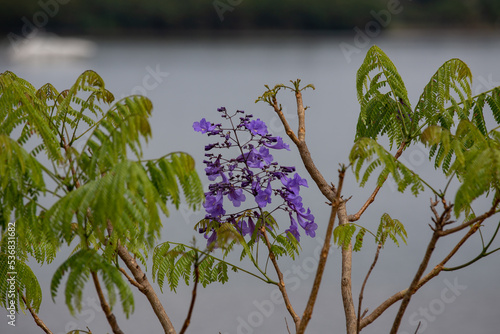 Tropical purple flowers in select focus with blurred background.
