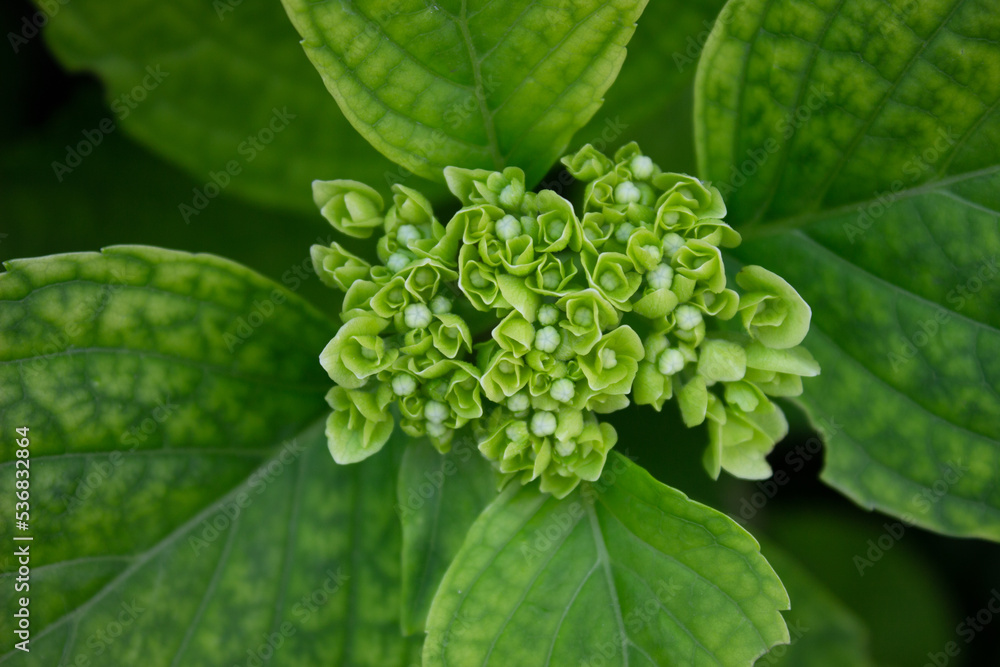 hydrangea bud among green leaves. natural wallpaper hydrangea bud among green leaves. natural wallpaper