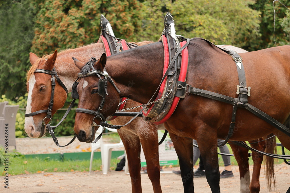 Close-up view of harnessed horses. Two brown horses. Horse harnesses. Close-up view of harnessed horses. Two brown horses. Horse harnesses.