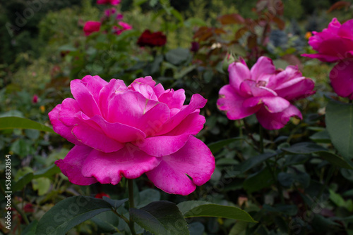 pink rosa in garden. beautiful botanical shot  natural wallpaper. rose in a flower garden. space for text.