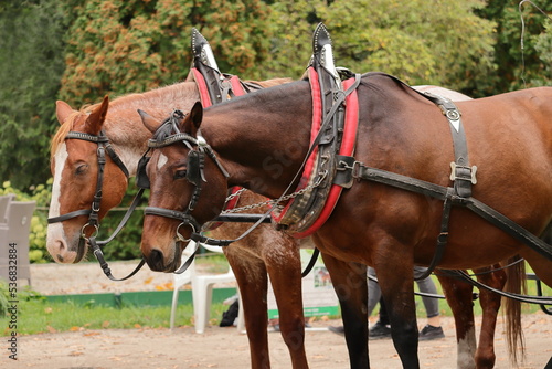 Close-up view of harnessed horses. Two brown horses. Horse harnesses.