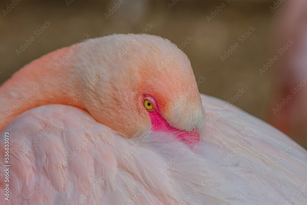 Flamingos or flamingoes are a type of wading bird in the family Phoenicopteridae, which is the only extant family in the order Phoenicopteriformes. There are four flamingo species dis