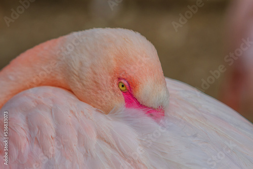 Obraz na płótnie Flamingos or flamingoes are a type of wading bird in the family Phoenicopteridae, which is the only extant family in the order Phoenicopteriformes. There are four flamingo species dis w salonie