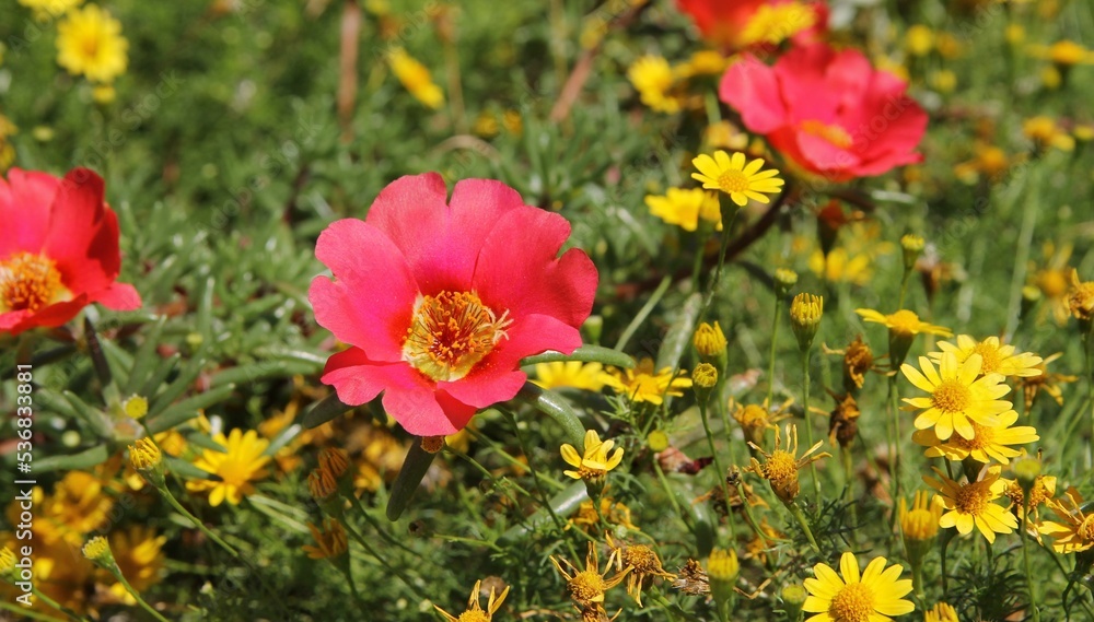 Purslane flower, natural background. Red flower in the garden. Close-up Purslane flower, natural background. Red flower in the garden. Close-up
