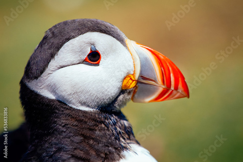 Papageitaucher Puffin photo