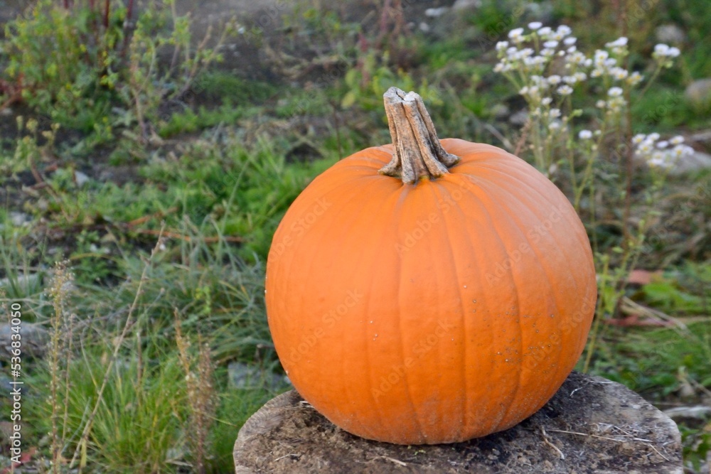 pumpkin on a field pumpkin on a field