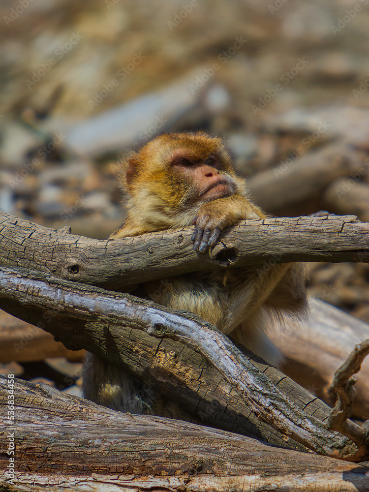 Monkeys from the Prague ZOO.