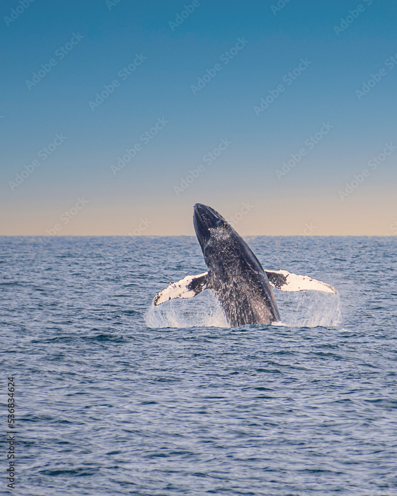 Fototapeta premium A humpback whale is jumping out of ocean water under sunset