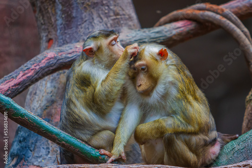 Obraz na płótnie Monkeys from the Prague ZOO. w salonie