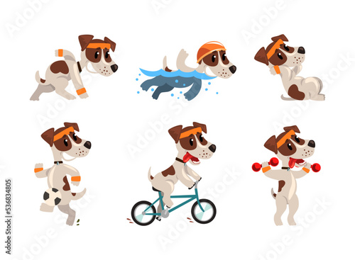 Fototapeta Naklejka Na Ścianę i Meble -  Cute Sportive Jack Russell Terrier Running, Swimming, Cycling and Playing Ball Vector Set