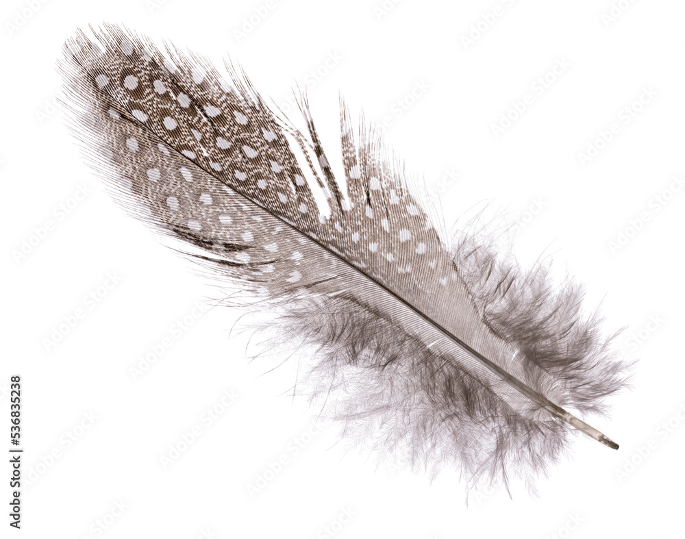 Obraz premium fluffy and spotted dark feather on white