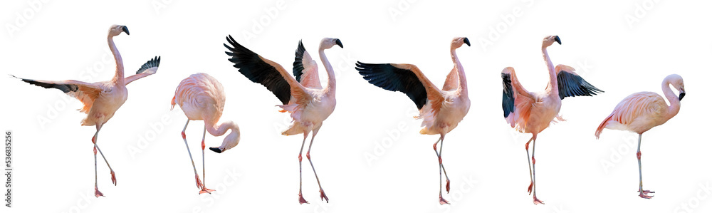 Fototapeta premium pink six flamingo group on white