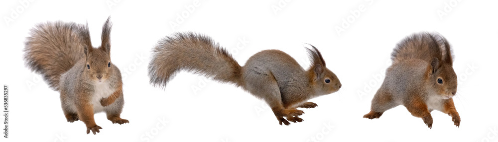 Obraz premium three winter squirrels isolated on white