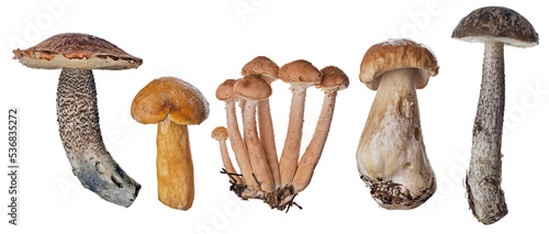 honey fungus group and other edible mushrooms
