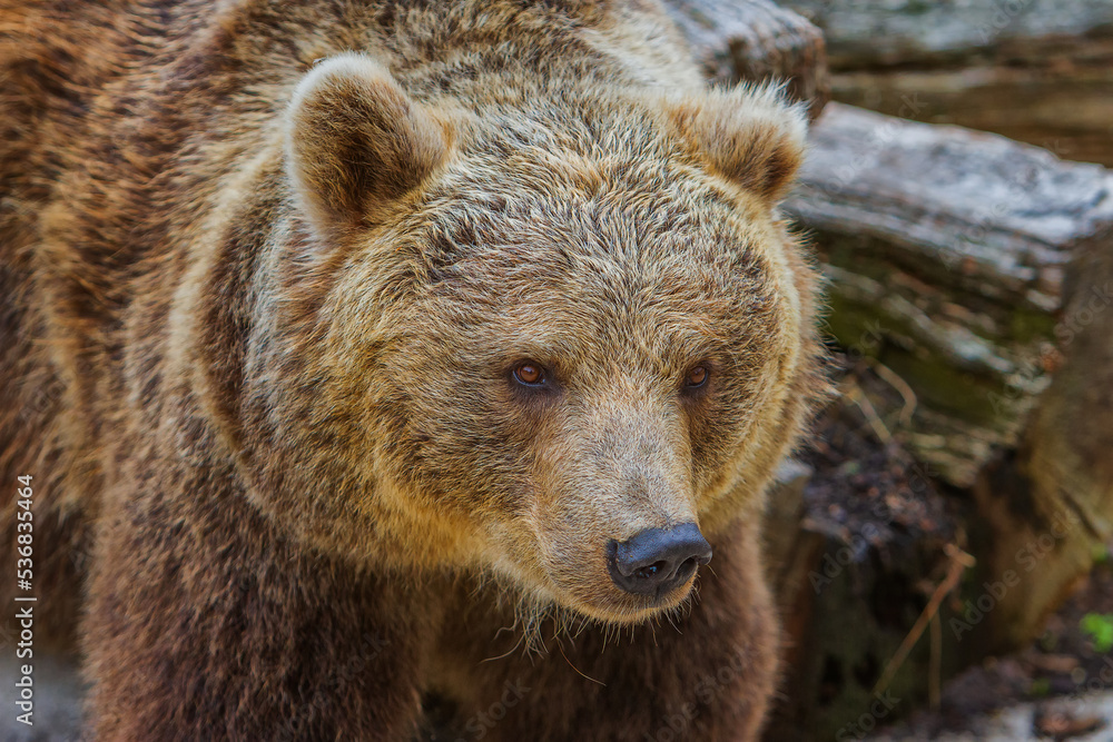 Fototapeta premium The brown bear (Ursus arctos) is a large bear species found across Eurasia and North America.