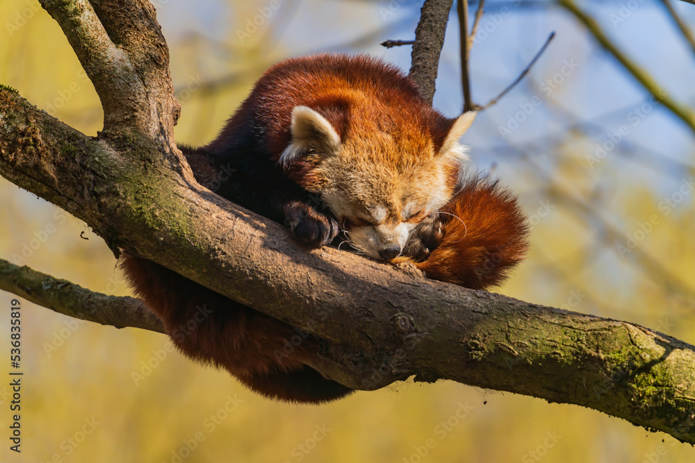 The red panda (Ailurus fulgens), also known as the lesser panda, is a small mammal native to the eastern Himalayas and southwestern China.