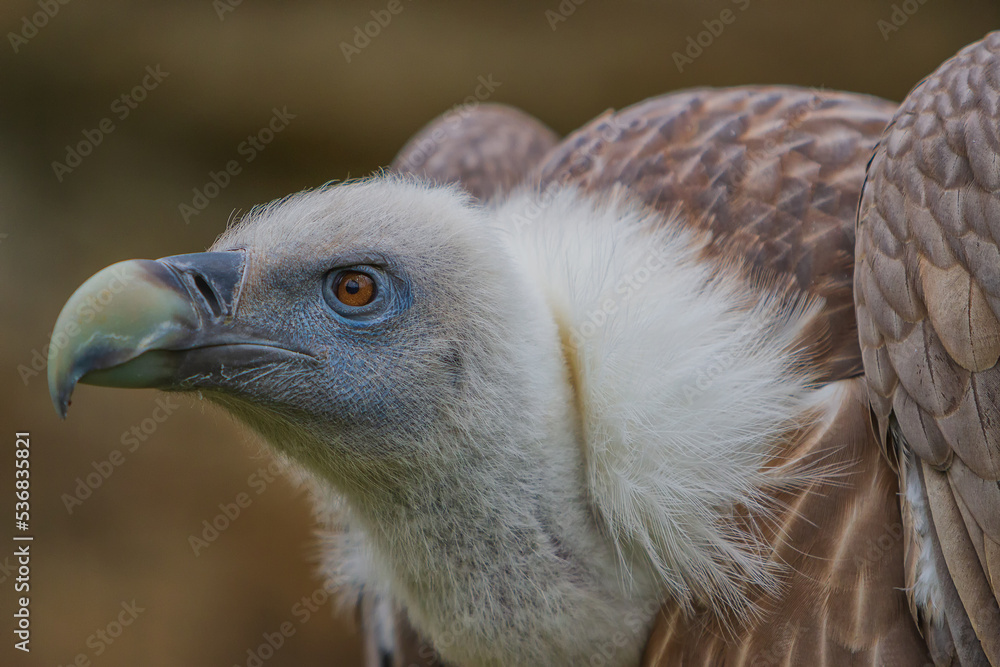 The white-backed vulture (Gyps africanus) is an Old World vulture in the family Accipitridae.