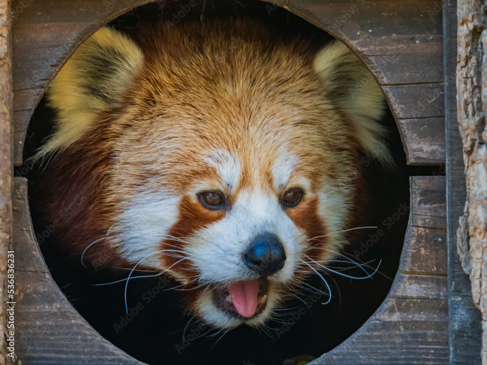 The red panda (Ailurus fulgens), also known as the lesser panda, is a small mammal native to the eastern Himalayas and southwestern China.