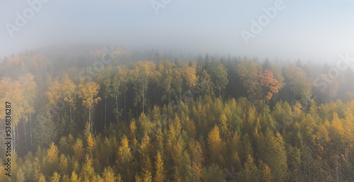 The yellowing foliage of the misty forest is illuminated by the rays of the sun. Autumn palette