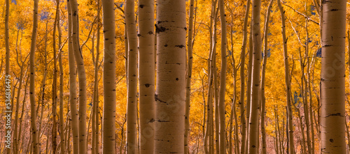 Wide shot of golden aspen trees in full autumn with yellow fall color leaves