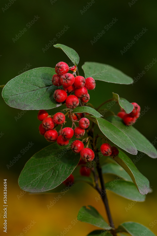 Fototapeta premium Berries of Cotoneaster tomentosus in autumn garden