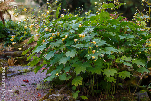 Kirengeshoma palmate is a shrub , a species of the genus Kirengeshoma of the Hortensia family ( Hydrangeaceae )