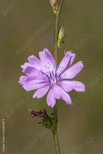 Close up of a pink chicory (cichorium intybus) flower in bloom