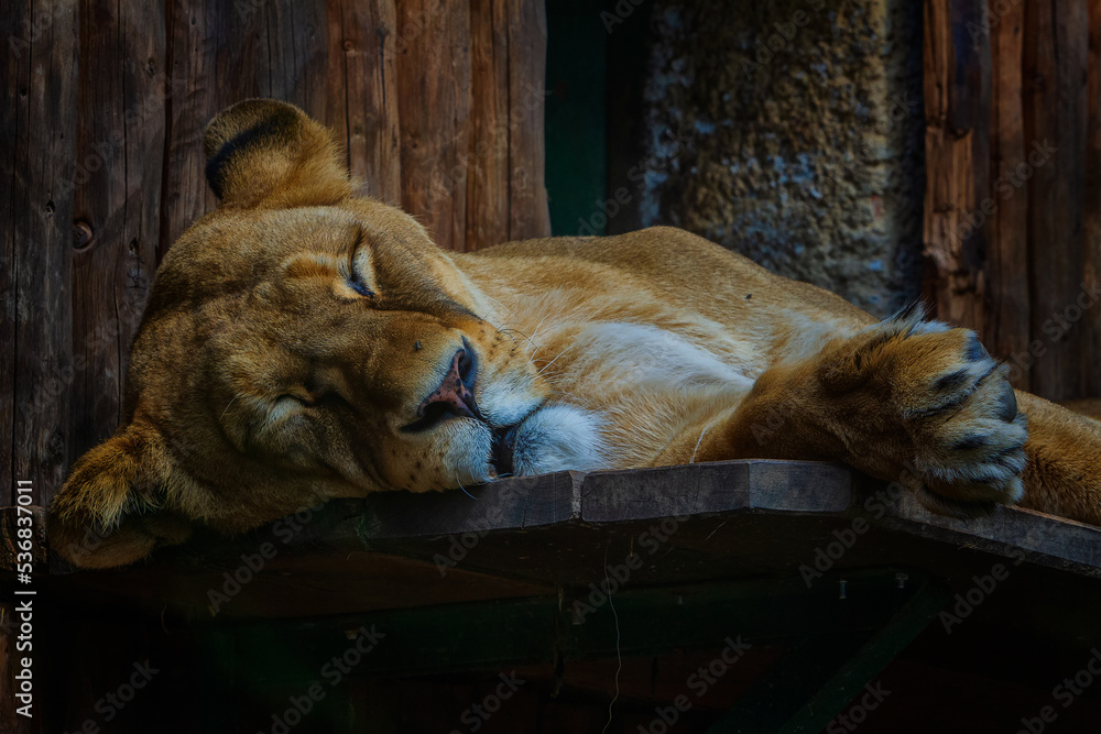 The lion (Panthera leo) is a large mammal of the Felidae (cat) family.