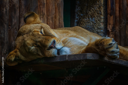 Obraz na płótnie The lion (Panthera leo) is a large mammal of the Felidae (cat) family. w salonie