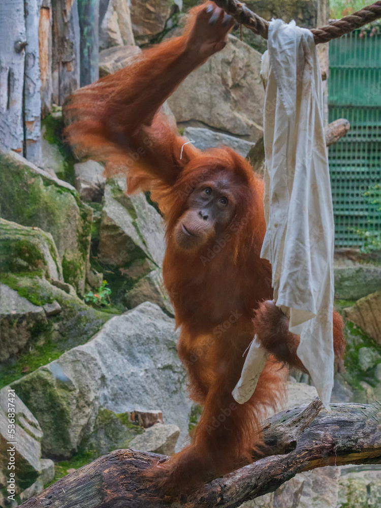 Orangutans are great apes native to the rainforests of Indonesia and Malaysia.