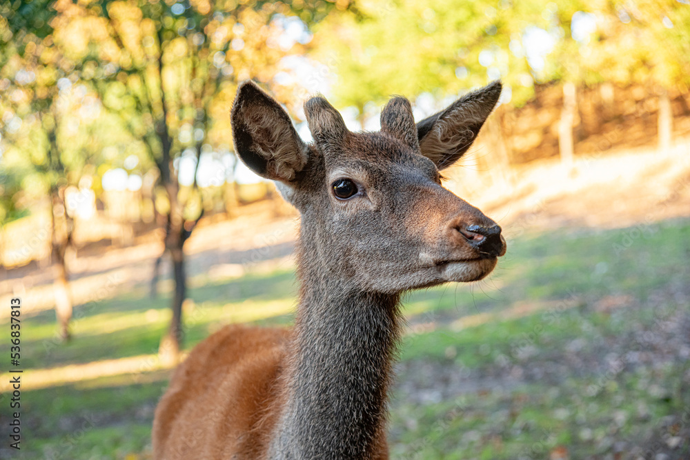 Young deer close up.