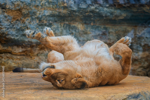The lion (Panthera leo) is a large mammal of the Felidae (cat) family. 