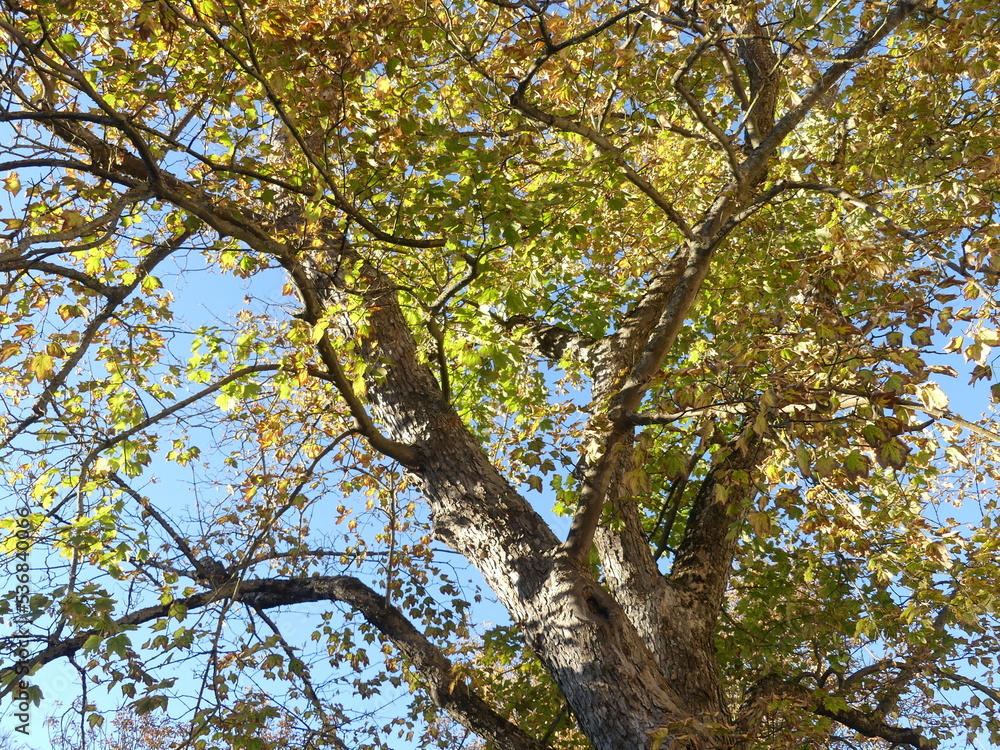 Baum im Herbst mit gelb gefärbten Blättern