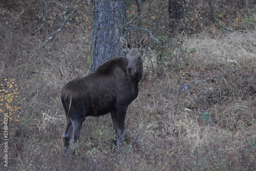 Cow moose in woods standing on hill. 
