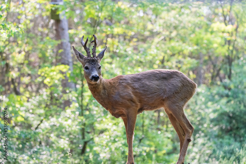 Fototapeta Naklejka Na Ścianę i Meble -  Roe deer (Capreolus capreolus)